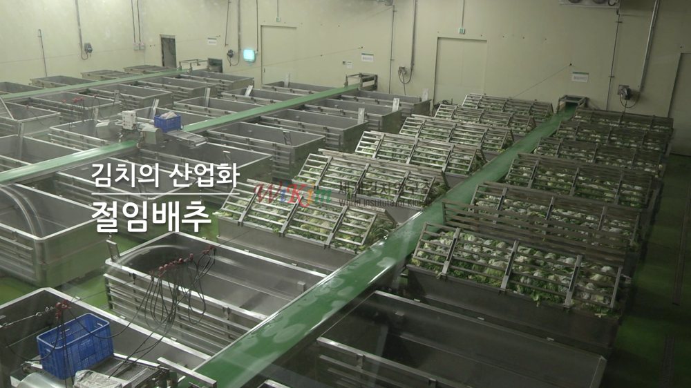 절임배추 이미지