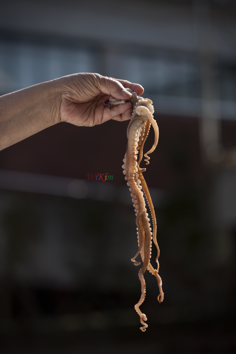 낙지의 대표 이미지입니다.