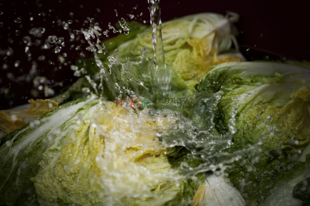 배추 씻기 이미지