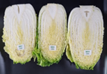 January 배추 이미지