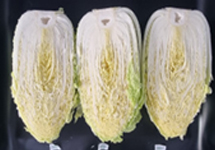 2월 배추 이미지