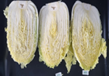 3월 배추 이미지