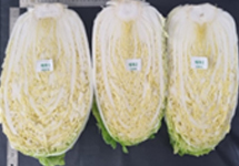 4월 배추 이미지