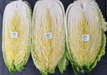 5월 배추 이미지