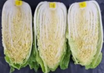 6월 배추 이미지