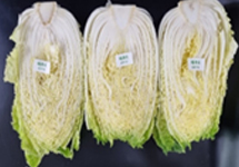 9월 배추 이미지