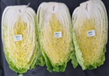 10월 배추 이미지