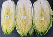 11월 배추 이미지