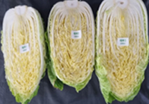 12월 배추 이미지