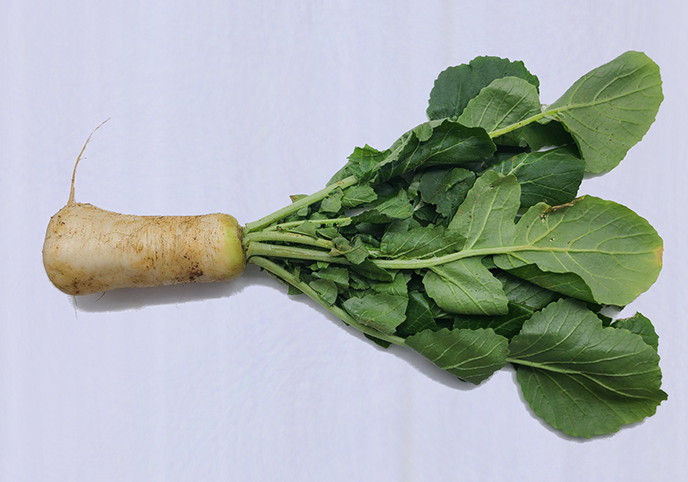 winter season 원료사진