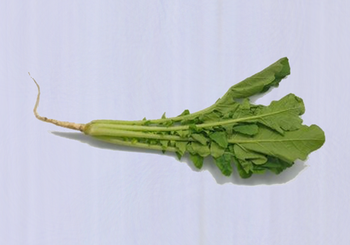 경상북도 원료사진