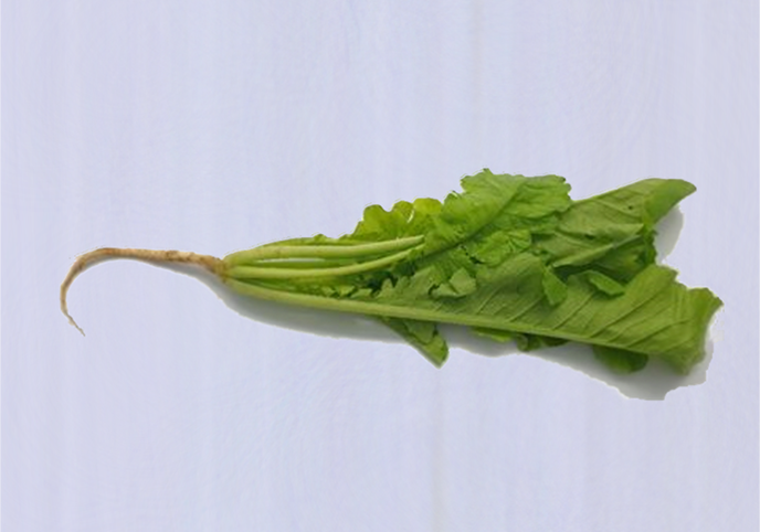 전라남도 원료사진