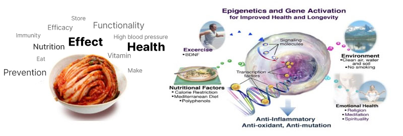 김치의 건강기능성 증진 효과 구명 관련이미지