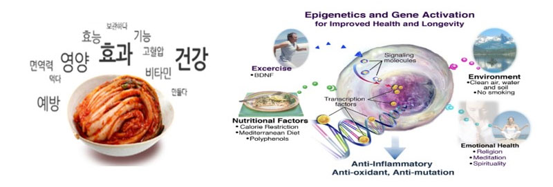 김치의 건강기능성 증진 효과 구명 관련이미지