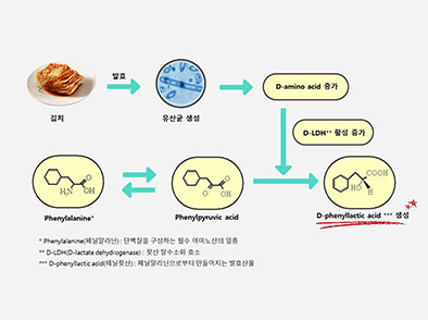 김치 발효 대사산물 발견 및 생성 매커니즘 구명 관련 사진