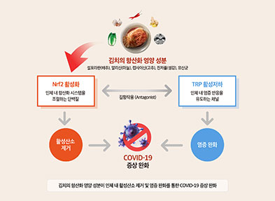 김치가 코로나19 증상 완화에 도움이 되는 사실 구명 관련 사진