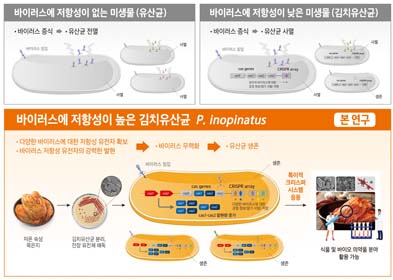 바이러스에 저항성이 없는 미생물(유산균) ·바이러스증식-> ·유산균전멸 바이러스에 저항성이 낮은 미생물(김치유산균) 바이러스 증식 -> 유산균 사멸 바이러스에 정항성이 높은 김치유산균 P.inopinatus 본연구 ·다양한 바이러스에 대한 저항성 유전자 확보 ·바이러스 저항성 유전자의 강력한 발현 -> ·바이러스 무력화 -> ·유산균 생존 저온 숙성 묵은지 -> 김치유산균 분리, 전장유전체 해독 -> 특이적 크리스퍼시스템 응용 -> 식품 및 바이오 의약품 분야 활용 가능