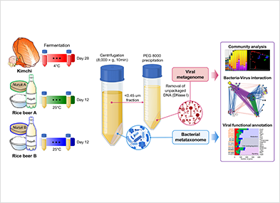 
						1.Kimchi : Fementation 4 ℃  Day28
						2.Rice beer A (Nuruk A) : Fementation25 ℃  Day12
						3.Rice beer B (Nuruk B) : Fementation25 ℃  Day12
						
						Centrifugation (8,000 x g 10min) < 0.45um fraction PEG 8000 precipitaion
						Removal of unpackaged DNA(DNase I) Viral metagenome
						Bacterial metataxonome > Community analysis, Bacteria-Virus interation, Viral functional annotation
					