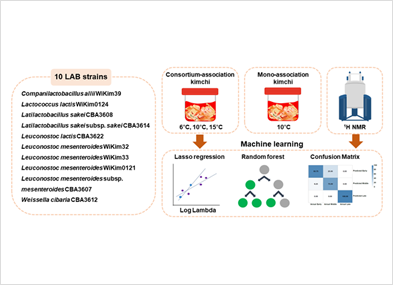 
						10LAB strains
						Complanilacto baclilius allii WiKim39
						Lactococcus lactis Wikim0124
						Latilactobacillus sakeiCBA3608
						Latilactobacillus sakeisubsp. sakeiCBA3614
						Leuconostoc lactis CBS3622
						Leuconostoc mesenteroides WiKim32
						Leuconostoc mesenteroides WiKim33
						Leuconostoc mesenteroides WiKim0121
						Leuconostoc mesenteroides subsp.
						mesenteroides CBA3607
						Weissella cibaria CBA3612

						Consortium-association Kimchi 6℃,10℃,15℃
						Mono-association Kimchi 10℃
						1H NMR
						Lasso regression (Log Lambda)
						Random forest
						Confusion Matrix
					