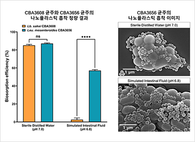 
						● CBA3608 균주와  CBA3656 균주의 나노플라스틱 흡착 정량 결과
						-Sterile Distilled Water(pH7.0)
						Lb.sakei CBA36087 : Biosorption efficiency(%) 약 83% (ns)
						Leu.mesenteroides CBA3656 : Biosorption efficiency(%) 약 85% (ns)
						
						-Simulated Intestinal Fluid(pH6.8)
						Lb.sakei CBA36087 : Biosorption efficiency(%) 약 3% (****)
						Leu.mesenteroides CBA3656 : Biosorption efficiency(%) 약 58% (****)
						● CBA3656 균주의 나노플라스틱 흡착 이미지
						Sterile Distilled Water(pH7.0)
						Simulated Intestinal Fluid(pH6.8)
					