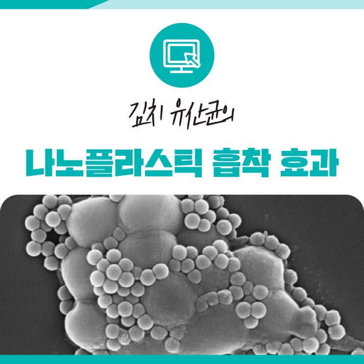 세계김치연구소 발굴 김치 유래 유산균, 장내 나노플라스틱 결합·배출 촉진 효과 확인