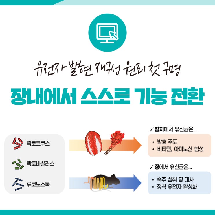 김치 유산균의 놀라운 변화, 장내에서 기능을 스스로 바꾼다!